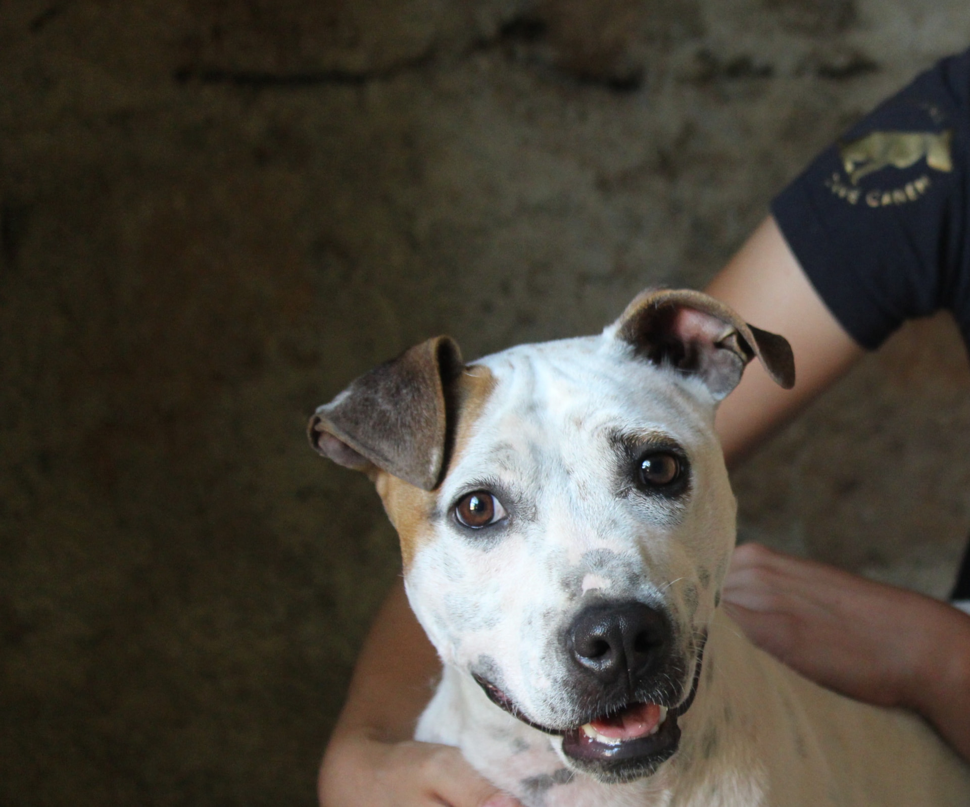 Piuma, cagnolina bianca e marrone, tenuta in braccio da un operatore della Fondazione
